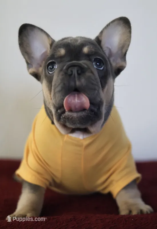 Mali – French Bulldog puppy for sale in Houston, TX