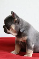 Mali, a female French Bulldog for sale in Houston, TX – 9 of 10