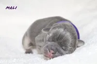 Mali, a female French Bulldog for sale in Houston, TX – 1 of 7