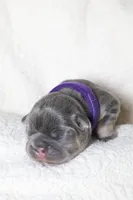 Mali, a female French Bulldog for sale in Houston, TX – 7 of 7