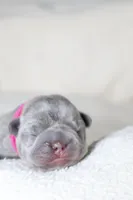 Egypt, a female French Bulldog for sale in Houston, TX – 8 of 8
