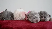 Morocco, a male French Bulldog for sale in Houston, TX – 4 of 9