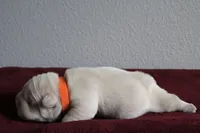 Morocco, a male French Bulldog for sale in Houston, TX – 5 of 9