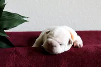 Morocco, a male French Bulldog for sale in Houston, TX – 7 of 9