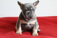 Mali, a female French Bulldog for sale in Houston, TX – 10 of 10