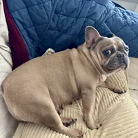 Spice, a female French Bulldog for sale in Houston, TX – 9 of 9