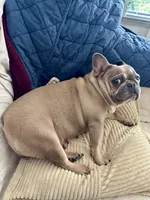 Spice, a female French Bulldog for sale in Houston, TX – Photo 9 of 9