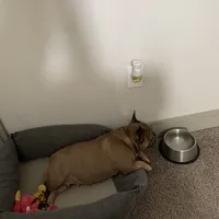 Spice, a female French Bulldog for sale in Houston, TX – 7 of 9