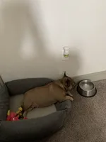 Spice, a female French Bulldog for sale in Houston, TX – Photo 7 of 9