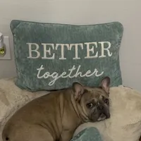 Spice, a female French Bulldog for sale in Houston, TX – 8 of 9