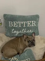 Spice, a female French Bulldog for sale in Houston, TX – Photo 8 of 9