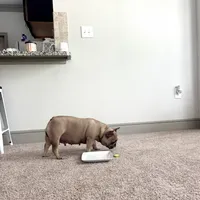 Spice, a female French Bulldog for sale in Houston, TX – 3 of 9