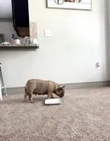 Spice, a female French Bulldog for sale in Houston, TX – Photo 3 of 9