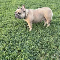 Spice, a female French Bulldog for sale in Houston, TX – 1 of 9