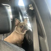 Spice, a female French Bulldog for sale in Houston, TX – 6 of 9