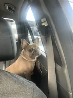 Spice, a female French Bulldog for sale in Houston, TX – Photo 6 of 9