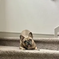 Spice, a female French Bulldog for sale in Houston, TX – 5 of 9