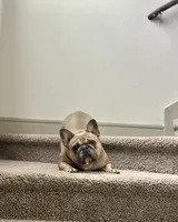 Spice, a female French Bulldog for sale in Houston, TX – Photo 5 of 9