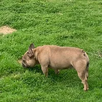 Spice, a female French Bulldog for sale in Houston, TX – 4 of 9