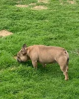 Spice, a female French Bulldog for sale in Houston, TX – Photo 4 of 9