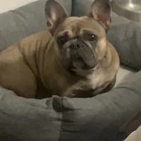 Spice, a female French Bulldog for sale in Houston, TX – 2 of 9