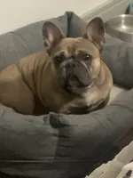 Spice, a female French Bulldog for sale in Houston, TX – Photo 2 of 9