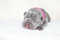 Egypt, a female French Bulldog for sale in Houston, TX – 6 of 8