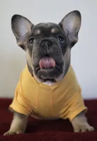 Malii, a female French Bulldog for sale in Houston, TX – 2 of 9