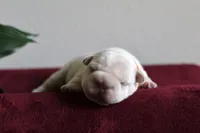Morocco, a male French Bulldog for sale in Houston, TX – 6 of 9
