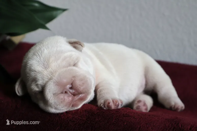 Morocco – French Bulldog puppy for sale in Houston, TX