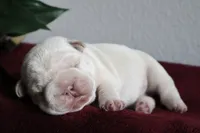 Morocco, a male French Bulldog for sale in Houston, TX – 1 of 9