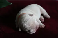 Morocco, a male French Bulldog for sale in Houston, TX – 9 of 9