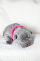 Egypt, a female French Bulldog for sale in Houston, TX – 7 of 8