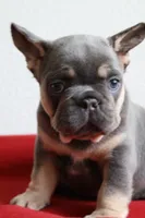 Mali, a female French Bulldog for sale in Houston, TX – 5 of 10