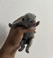 Egypt, a female French Bulldog for sale in Houston, TX – 2 of 8