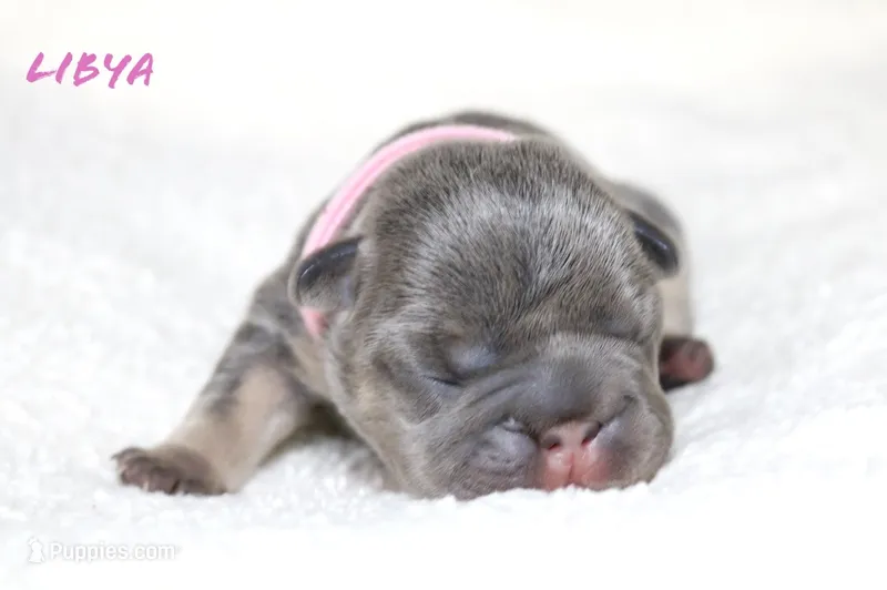 Libya – French Bulldog puppy for sale in Houston, TX