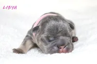 Libya, a female French Bulldog for sale in Houston, TX – 1 of 7