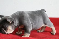 Mali, a female French Bulldog for sale in Houston, TX – 7 of 10