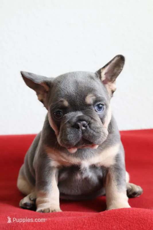 Mali – French Bulldog puppy for sale in Houston, TX