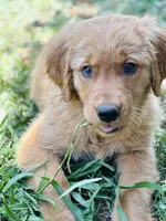 Sarah , a female Golden Retriever for sale in Oroville, CA – 3 of 10