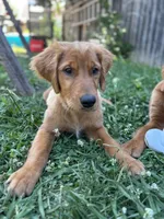 Sarah , a female Golden Retriever for sale in Oroville, CA – 1 of 10