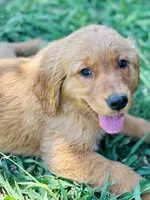 Sarah , a female Golden Retriever for sale in Oroville, CA – 1 of 10