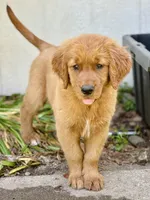 Hannah , a female Golden Retriever for sale in Oroville, CA – 2 of 5