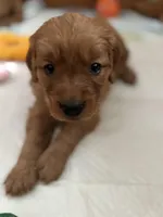 Yellow Girl, a female Golden Retriever for sale in Oroville, CA – Photo 2 of 6