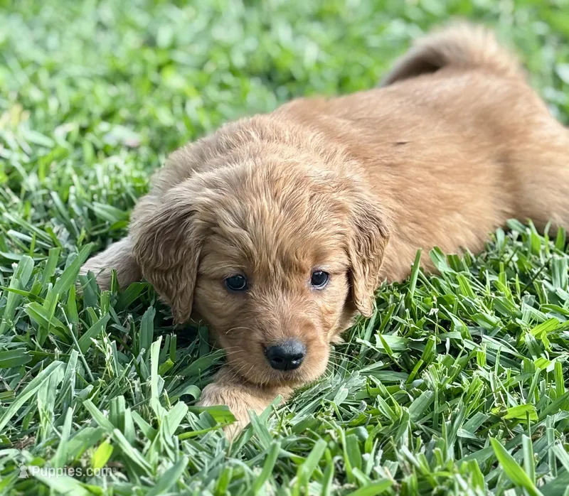 Yellow Girl – Golden Retriever puppy for sale in Oroville, CA