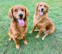 Yellow Girl, a female Golden Retriever for sale in Oroville, CA – Photo 4 of 6