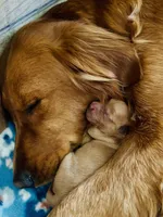 Yellow Girl, a female Golden Retriever for sale in Oroville, CA – Photo 6 of 6