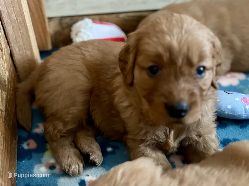 Yellow Girl – Golden Retriever puppy for sale in Oroville, CA
