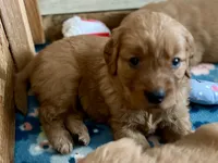 Yellow Girl, a female Golden Retriever for sale in Oroville, CA – Photo 1 of 6