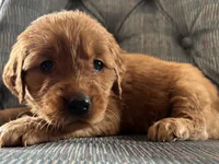 Yellow Girl, a female Golden Retriever for sale in Oroville, CA – Photo 3 of 6